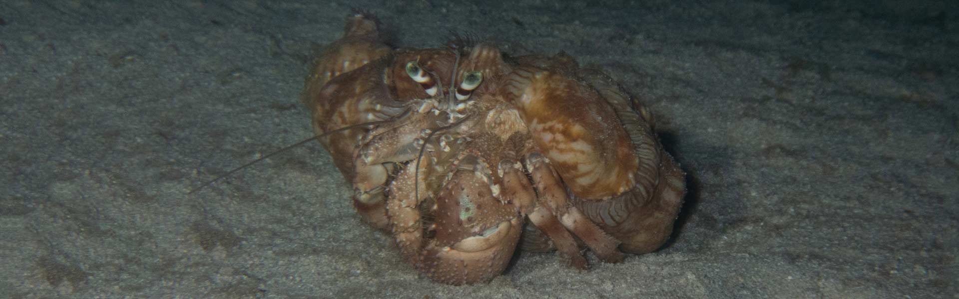 Anemone Hermit Crab